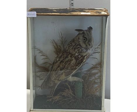 A vintage cased Taxidermy study of a long eared owl 43x32cm, shipping unavailable