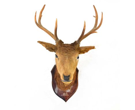 TAXIDERMY; a stag's head mounted on an oak shield, inscribed 'September 1917, Alton Towers', the antlers with three points on