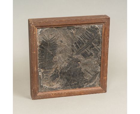 Large Fossil, black stone. Damages. In wooden frame. On the reverse old description. 34,5 x 34 cm.