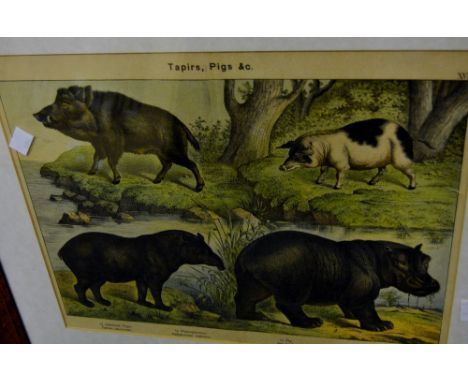 A Victorian coloured lithograph, Tapirs, Pigs & C, framed