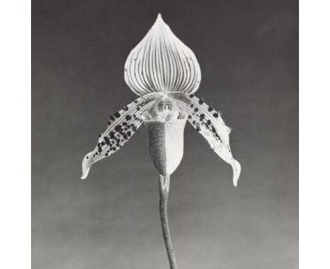 Artist: Robert Mapplethorpe (American, 1946 - 1989). Title: "Orchid". Medium: Original vintage photogravure. Date: Composed 1