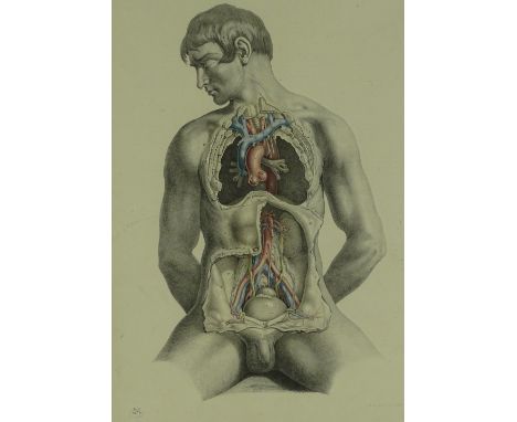 Rare 19th century hand coloured anatomical print, 19" x 12.5", framed.