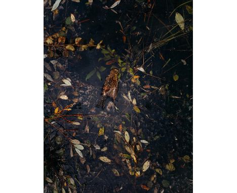 MÄNNIKKÖ, ESKO1959 PudasjärviTitel: "Emberiza Citrinella". Datierung: 2001. Technik: C-Print. Darstellungsmaß: 40 x 30cm. Bez