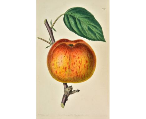 Lindley (John). Pomologia Britannica; or, Figures and Descriptions of the Most Important Varieties of Fruit Cultivated in Gre