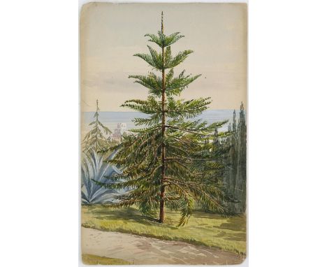 Josephine Butler (British, 1828-1906). 'A Puzzle Monkey pine tree in Edith Leopold's garden Milside Genoa', 'by Josephine But