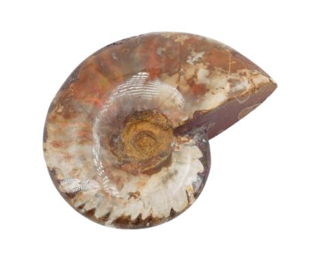 A polished fossil ammonite, 7.5 cm