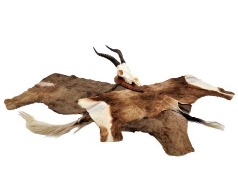 Horns/Hides: Blesbok Skull on Shield &amp; Hides, modern, South Africa, an adult male Blesbok horns on upper skull on shield,