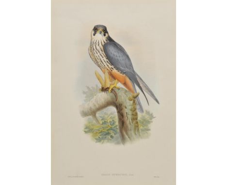 *Gould (John and Richter H.C. & Wolf J.). Falco Subbuteo, originally published in 'The Birds of Great Britain', [1862 - 73], 