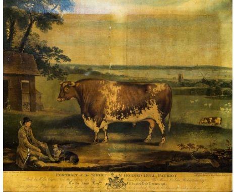 'Portrait of the Short Horned Bull, Patriot', Georgian English hand-coloured mezzotint by William Ward ('Engraver Extraordina