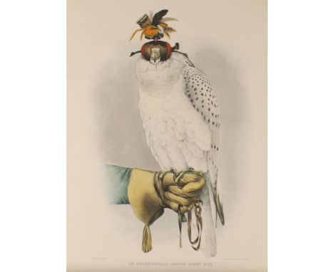 After Josef Wolf,  German 1820-1899- Le Groenlandais, Faucon Blanc Nue (Greenlandic White Falcon), from Hermann Schlegel's Tr
