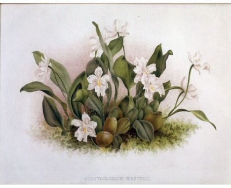 TWO PAIRS OF COLOURED LITHOGRAPH SPECIMEN FLOWERS 10 1/2" x 8 1/4" (26.7cm x 21cm) & 8 1/4" x 10 1/2" (21cm x 26.7cm) Uniform
