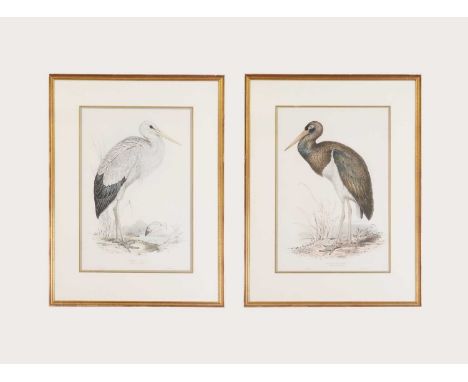 Edward Lear (1812-1888)White Stork;Black Storka pair, lithograph in colour, signed in the plate, printed by C Hullmandel51 x 