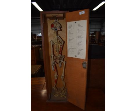 A vintage resin student skeleton in case, with bone chart , or ideal for Haloween