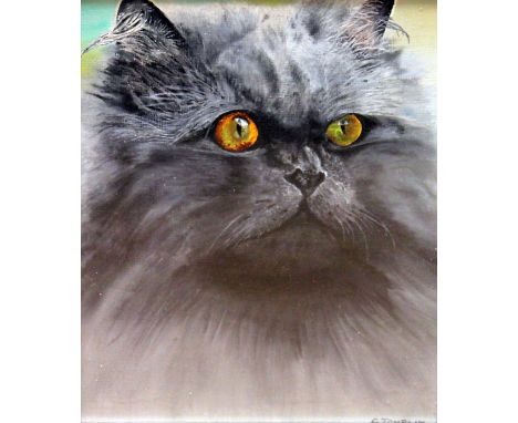C. Tomblin, "Suzie" cat portrait, oil on board, 19cm x 25cm, signed, glazed and framed.