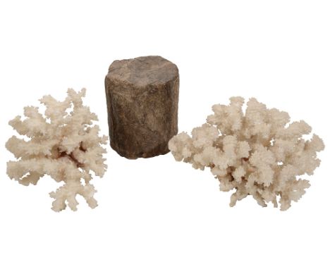 Natural History: A section of fossil tree trunk and two coral specimensfirst height 14cm., diameter 11.5cm.Condition: