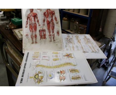Three vintage anatomical medical illustrations 