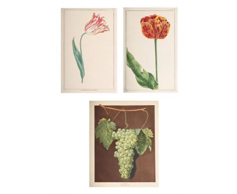 GEORGE BROOKSHAW (BRITISH 1751-1823)  ROYALE MUSCADINE GRAPES, PLATE. XLVIII from 'Pomona Britannica; or, A Collection of the