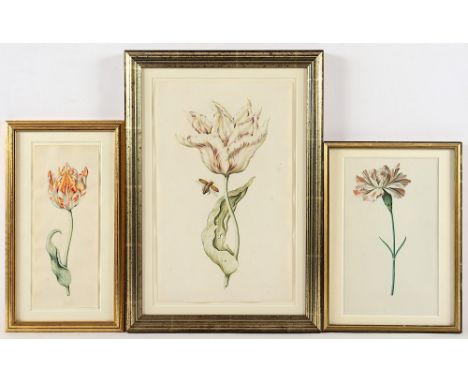 Aquarellist des 17.Jh., drei Arbeiten, "Nelke", "Tulpe" und "Rokokotulpe mit Maikäfer", Aquarell/Papier, 23,5 x 14,5 (Passepa