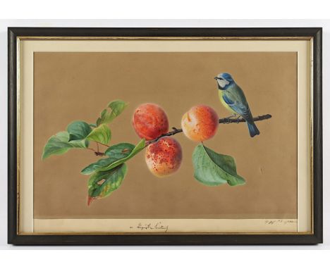 Friedrich, August (1789-1843), "Pfirsichzweig mit Blaumeise", Gouache/Papier, 25 x 40, unten mittig bez., verso "1830" datier