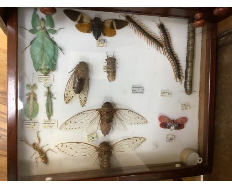 A private collection of Entomology, Taxidermy and Fossil Specimens, Lots 358 - 407.Entomology- a cabinet of World beetle, ins