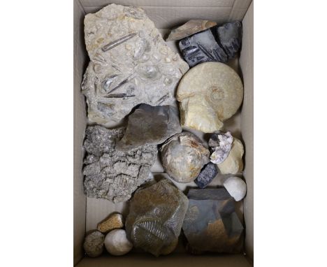 A collection of an ammonite, belemnite and other fossil specimens, the largest 23 cm across**CONDITION REPORT**PLEASE NOTE:- 