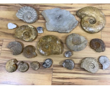 A collection of fossil ammonites and molluscs, The largest 30.5 cm across**CONDITION REPORT**PLEASE NOTE:- Prospective buyers