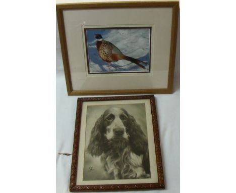 Framed and mounted photographic print of a ring neck cock pheasant in winter scene and another picture of a spaniel (2)