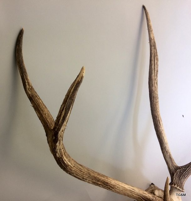 A pair of Shield Mounted Indian Sambar Deer Antlers