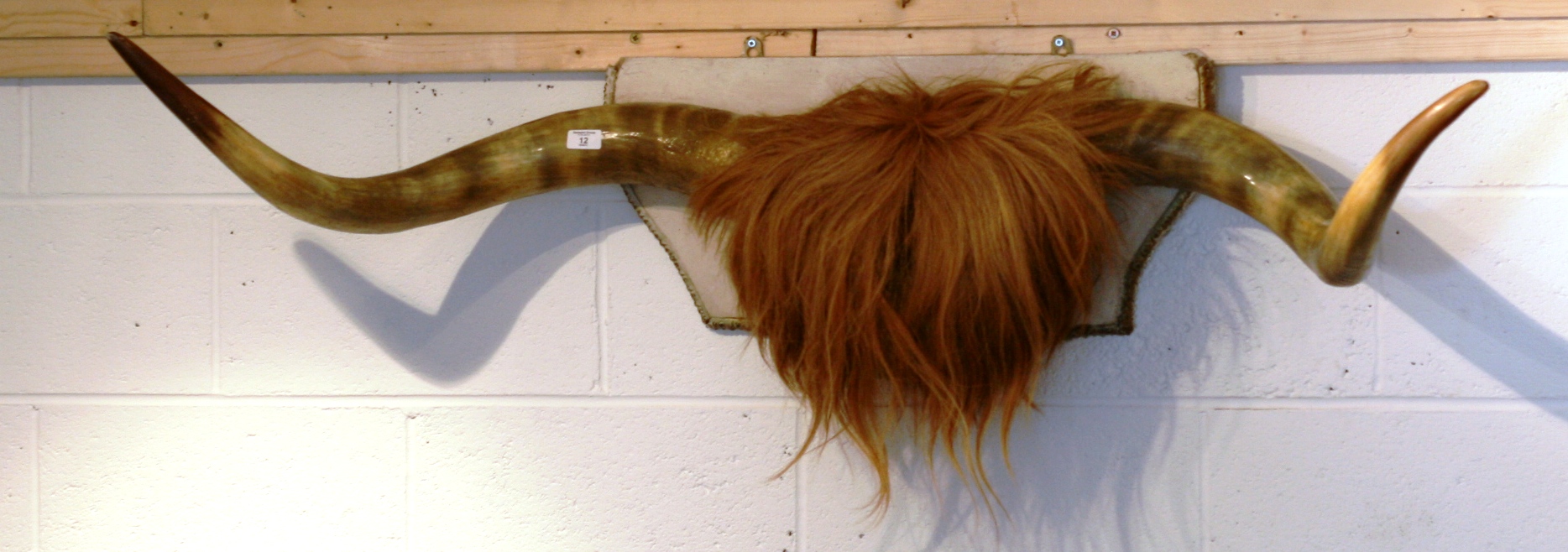 HIGHLAND CATTLE HORNS TAXIDERMY
