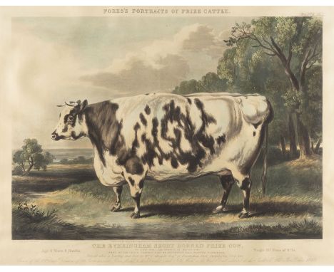 JOHN HARRIS1811 London - 1865 ebd.'THE EVERINGHAM SHORT HORNED PRIZE COW (...)' (NACH WILLIAM HENRY DAVID - 1843) Farbaquatin