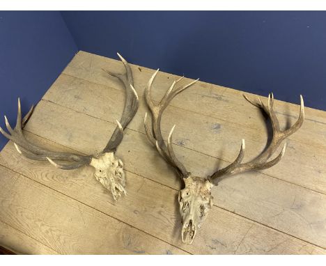 3 antlers, and chrome lamp with shade, with wear 