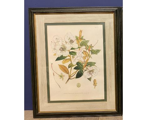 A Botanical print of Rhododendrons 