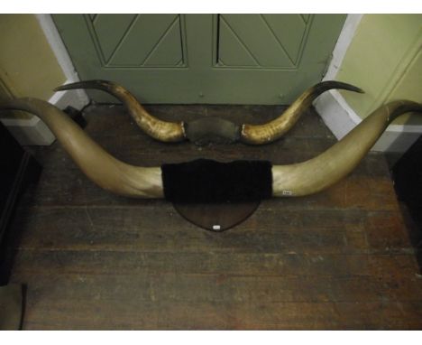 A substantial pair of wall mounted highland cattle horns, a row of three cattle horns forming a hat rack, a stag skull and an