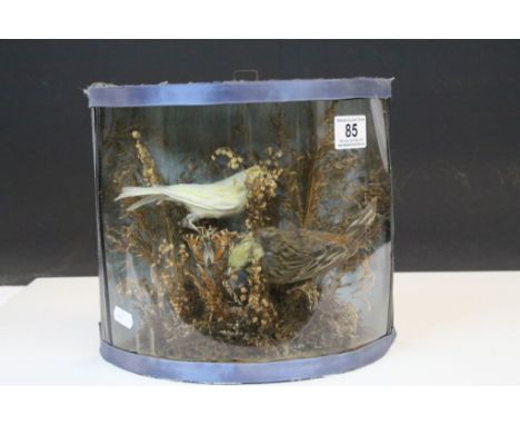 Small display of vintage Taxidermy Birds in half circular case with later perspex front, measures approx 25 x 22.5 x 11cm