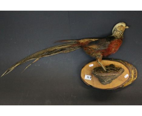 Taxidermy Pheasant with Golden comb on a naturalistic Wooden mount
