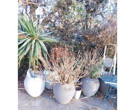 A large quantity of plastic olive jar style plant pots, in faux ceramic and various plants. 