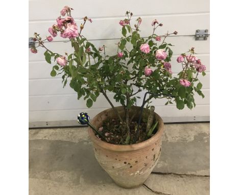 A large terracotta garden planter with a pink rose.  Pot approx. 37cm diameter x 30cm tall.
