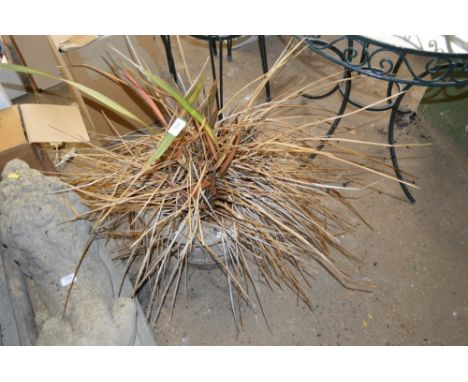 A concrete planter and contents 