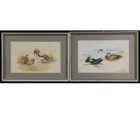 R. Mackey (Ornithological Artist, 20th century)A pair, Studies of Ducks and Water Fowlsigned, dated 1976 and 1977, watercolou