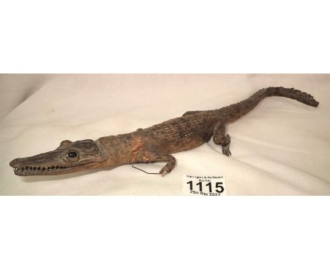 Antique taxidermy cayman, L: 35 cm. P&amp;P Group 2 (£18+VAT for the first lot and £3+VAT for subsequent lots) 