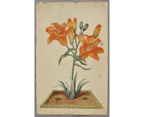 *Botanical Watercolours. A collection of six fine watercolours of flowers and fruit, Dutch, circa 1720s-30s,  together six wa