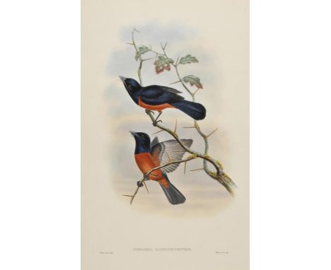 *Gould (John and Hart W.). Pomarea Castaneiventris, Pomarea Rufocastanea, Myiagra Fulviventris, Rhipidura Hyperythra, Crinige