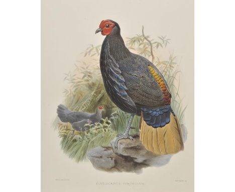 *Wolf (Joseph & Smit J.). Euplocamus Pyronotus, Euplocamus Erythropthalmus, meleagris Gallopavo, Meleagris Mexicana, Numida M