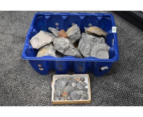 *Geological interest - A box containing various Ammonite fossils, sea urchins, scallops, sea shells and rocks, largest width 