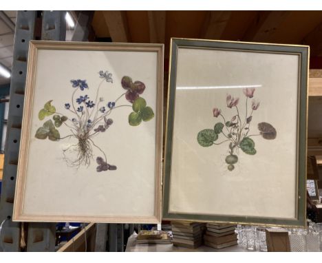 A PAIR OF VINTAGE FRAMED BOTANICAL PRINTS
