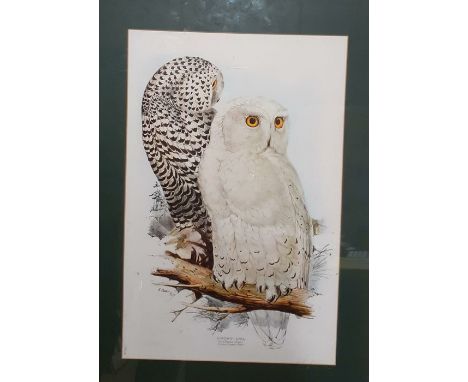 A print after E.Lear, "Snowy Owl", framed and glazed, (54x36 cm)