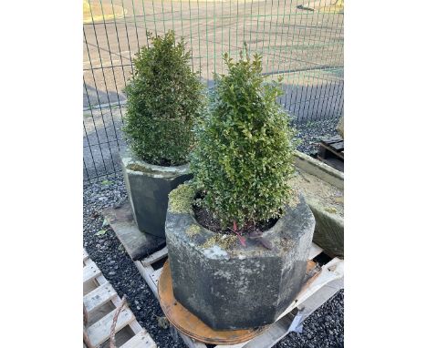 Pair of octagonal composite planter linings, planted - THIS LOT IS TO BE COLLECTED BY APPOINTMENT FROM DUGGLEBY STORAGE, GREA