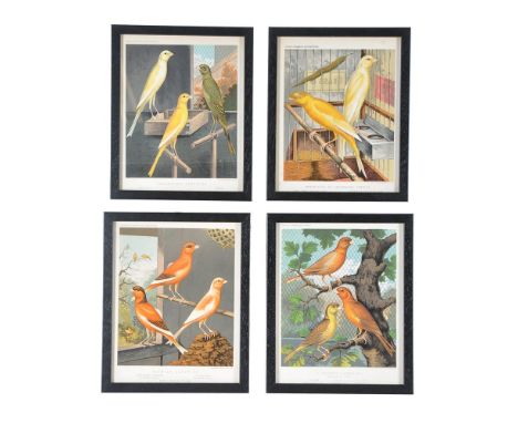 A set of twelve colour plates from Cassell's Canaries and Cage Birds, first published late 19th century, to designs by J.W. L