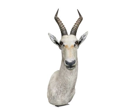 Taxidermy: White Blesbok (Damaliscus pygargus phillipsi), modern, South African shoulder mount, with steel mounting bracket w