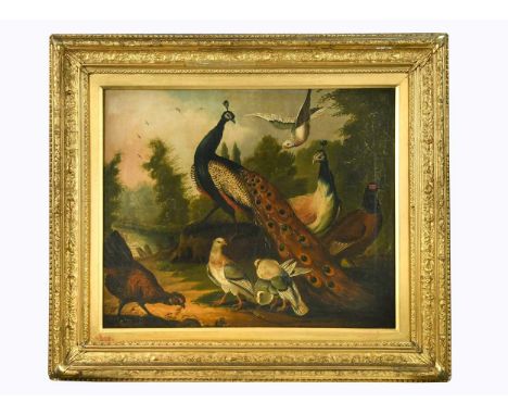 Marmaduke Cradock (British, 1660-1717) A peacock, pheasant, pigeons and other birds in a landscapeoil on canvas47 x 57.5cmThe